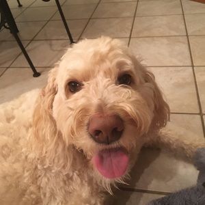 Meet your Posher, Spencer